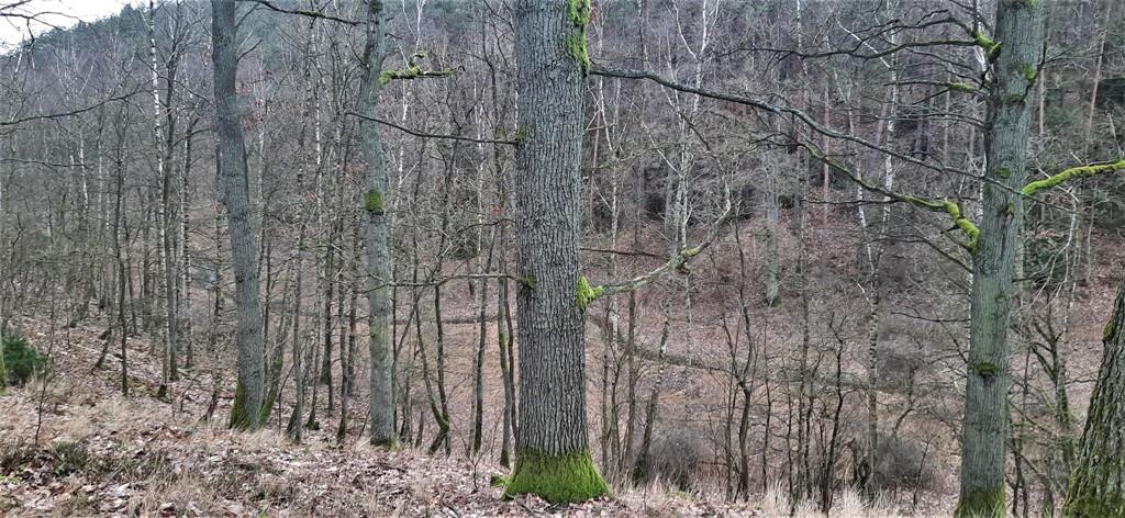 Jezioro Kopcze — zdjęcie 8